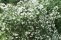 philadelphus_minnesota_snowflake-1.jpg