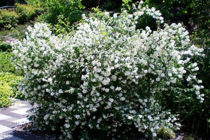 philadelphus_snezhnaja_burja-1.jpg