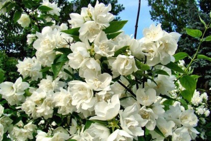 philadelphus_snezhnaja_burja-2.jpg
