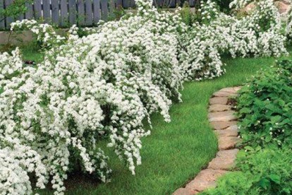 philadelphus_snezhnaja_burja-3.jpg