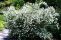 philadelphus_snezhnaja_burja-1.jpg