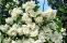philadelphus_snezhnaja_burja-2.jpg