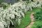 philadelphus_snezhnaja_burja-3.jpg