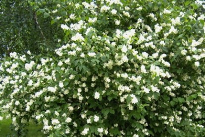 philadelphus_virginalis-1.jpg