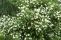 philadelphus_virginalis-1.jpg