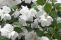philadelphus_virginalis-2.jpg