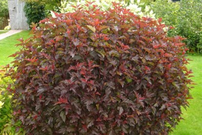 physocarpus-diable-1.jpg