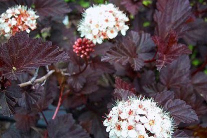 physocarpus-diable-2.jpg