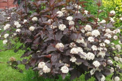 physocarpus-diable-3.jpg