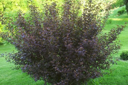 physocarpus-diable-4.jpg