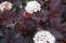 physocarpus-diable-2.jpg