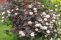 physocarpus-diable-3.jpg