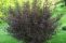 physocarpus-diable-4.jpg