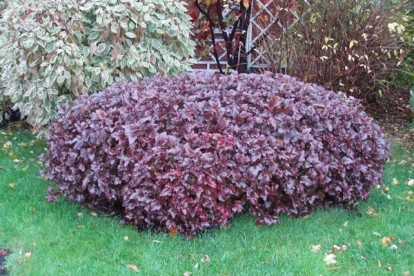 physocarpus-lady-in-red-1.jpg