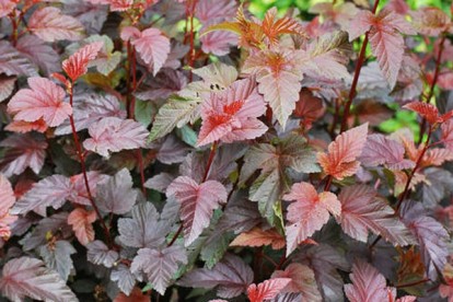 physocarpus-lady-in-red-2.jpg
