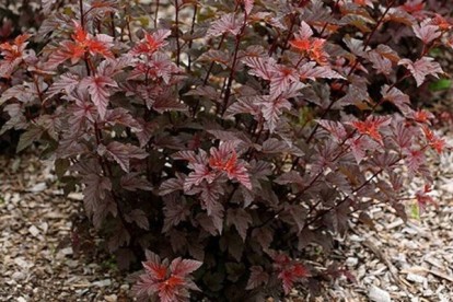 physocarpus-lady-in-red-3.jpg