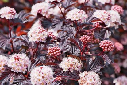 physocarpus-lady-in-red-4.jpg
