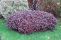 physocarpus-lady-in-red-1.jpg