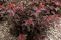physocarpus-lady-in-red-3.jpg