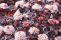 physocarpus-lady-in-red-4.jpg