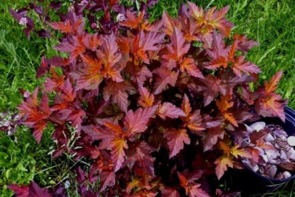 physocarpus_summer_wine-1.jpg