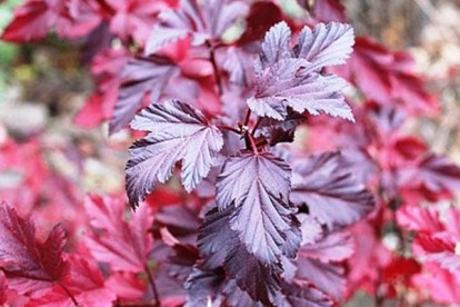 physocarpus_summer_wine-2.jpg
