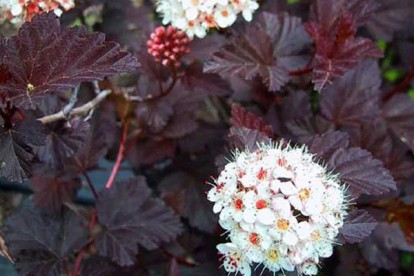 physocarpus_summer_wine-3.jpg