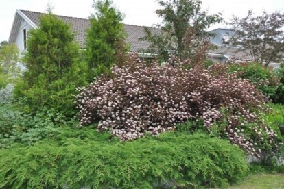 physocarpus_summer_wine-4.jpg