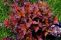 physocarpus_summer_wine-1.jpg