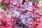 physocarpus_summer_wine-2.jpg