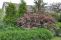 physocarpus_summer_wine-4.jpg