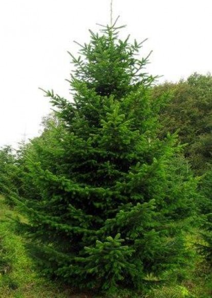 picea_abies2.jpg