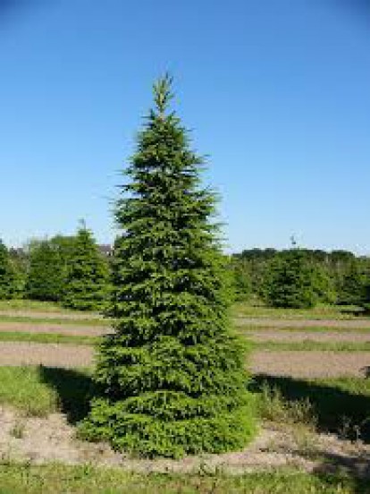 picea_abies.jpg