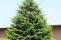 picea_abies1.jpg