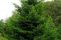 picea_abies2.jpg