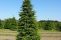 picea_abies.jpg
