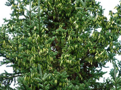 picea_glauca2.jpg