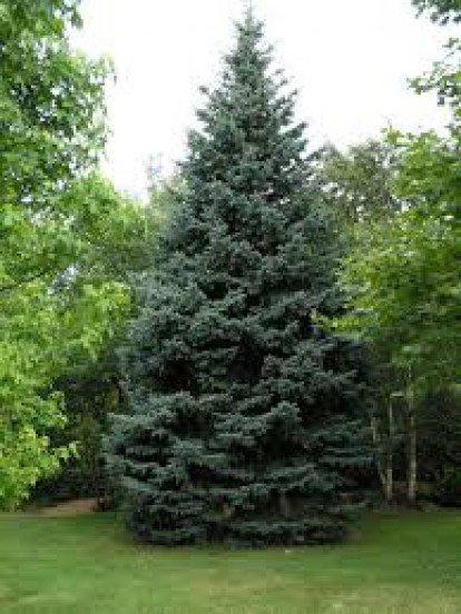 picea_glauca3.jpg