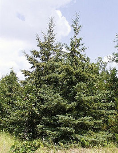picea_glauca.jpg