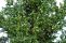 picea_glauca2.jpg