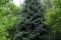 picea_glauca3.jpg