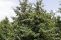picea_glauca.jpg