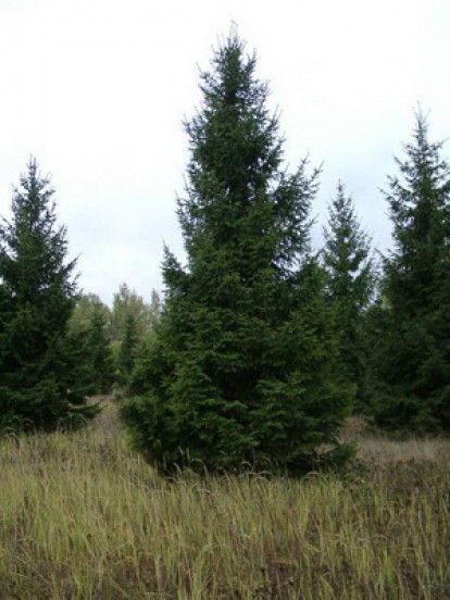 picea omorika_2.jpg