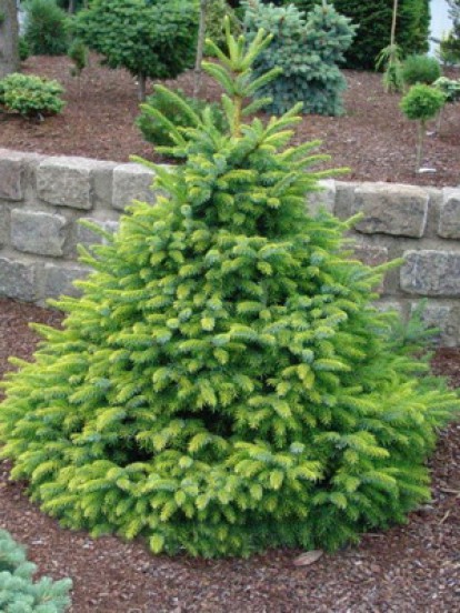 picea omorika_3.jpg