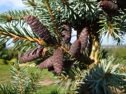 picea omorika_shi.jpg