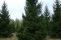 picea omorika_2.jpg