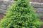 picea omorika_3.jpg