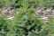 picea omorika.jpg