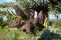 picea omorika_shi.jpg