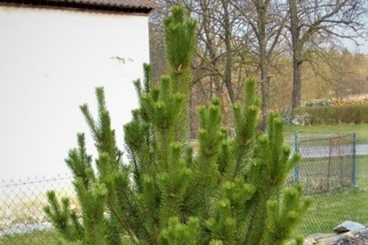 mugo-rostrata-1.jpg